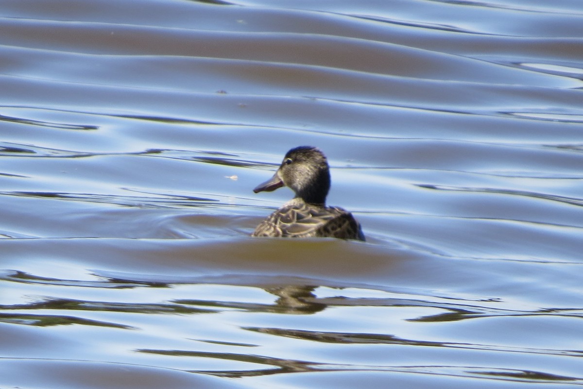 Blue-winged Teal - ML619200321