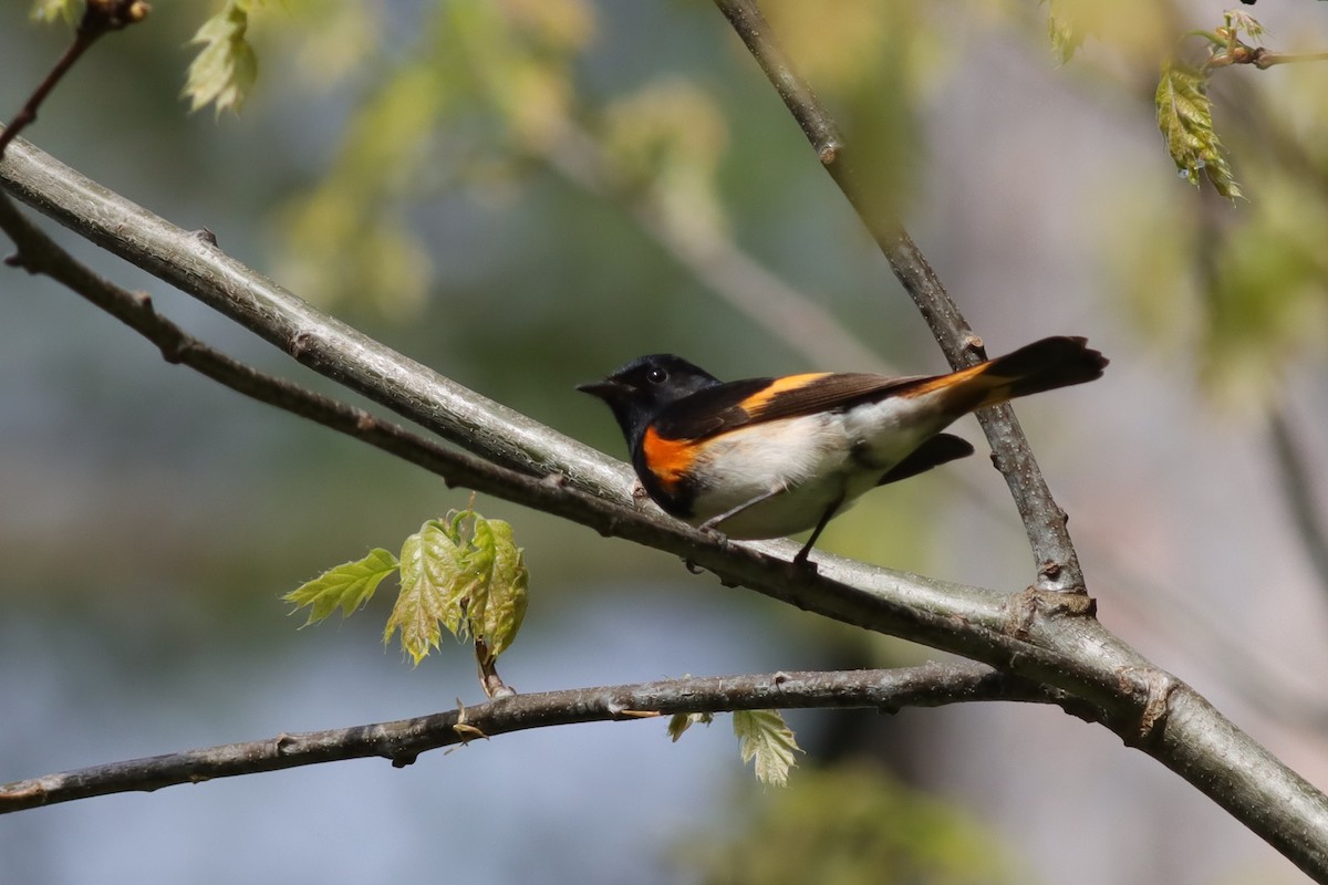 American Redstart - ML619200335