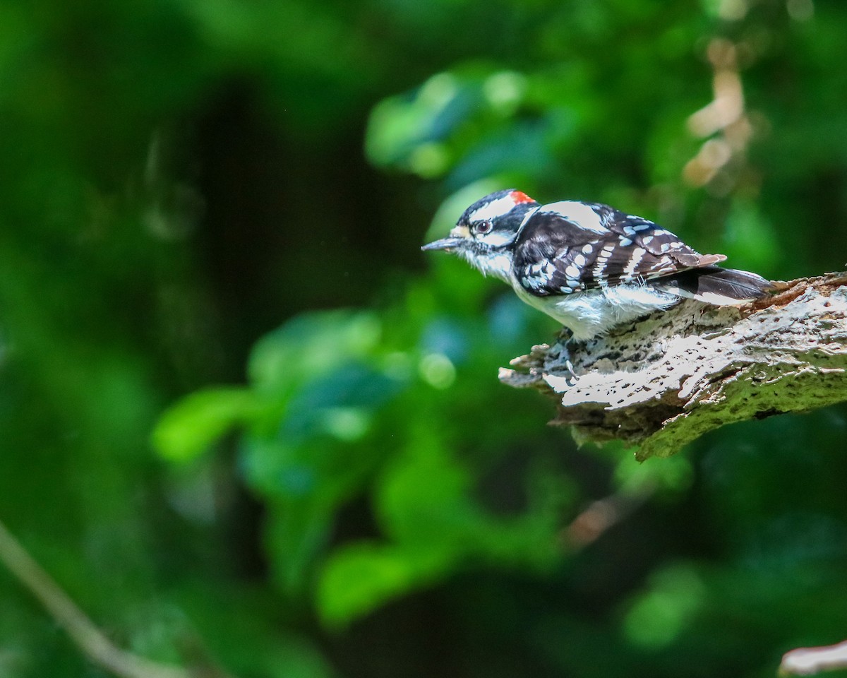 Downy Woodpecker - ML619200338