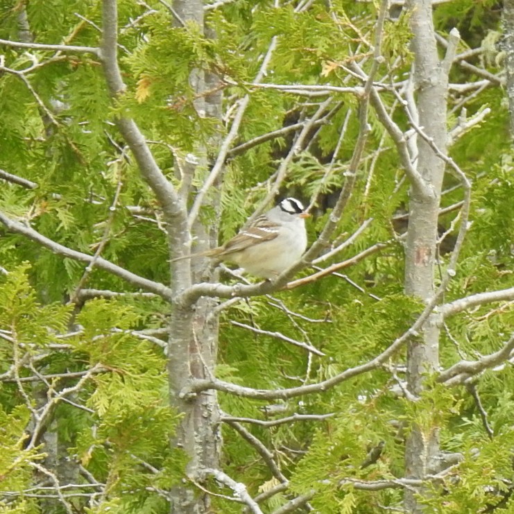 White-throated Sparrow - ML619200351
