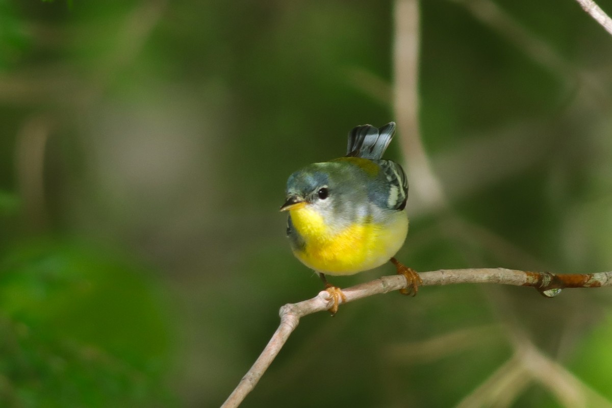 Northern Parula - Margaret Viens