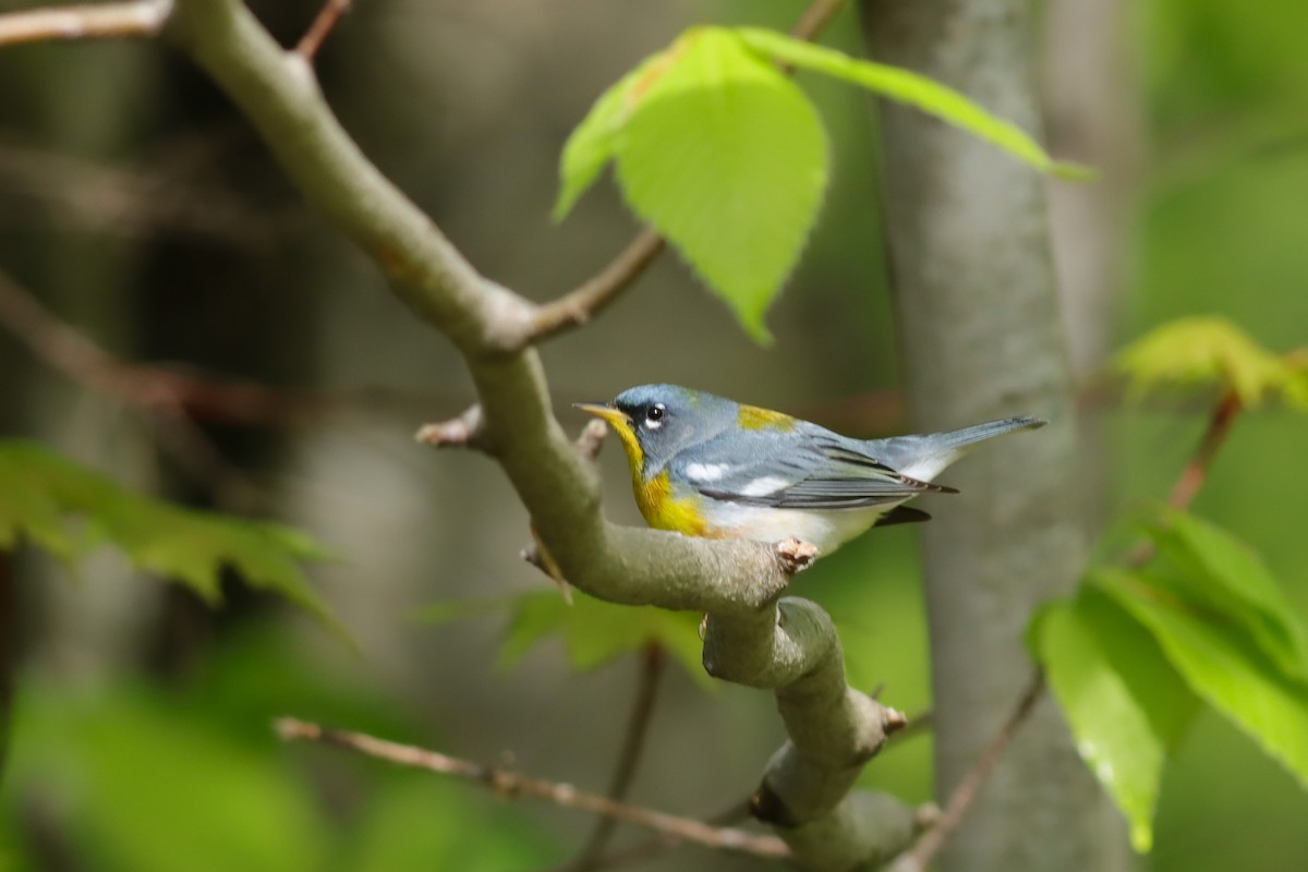 Northern Parula - Margaret Viens