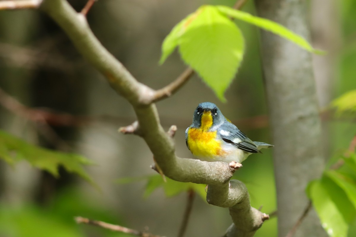 Northern Parula - Margaret Viens