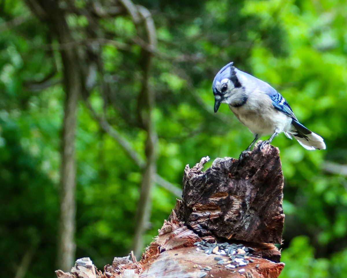 Blue Jay - Tom Fesolowich