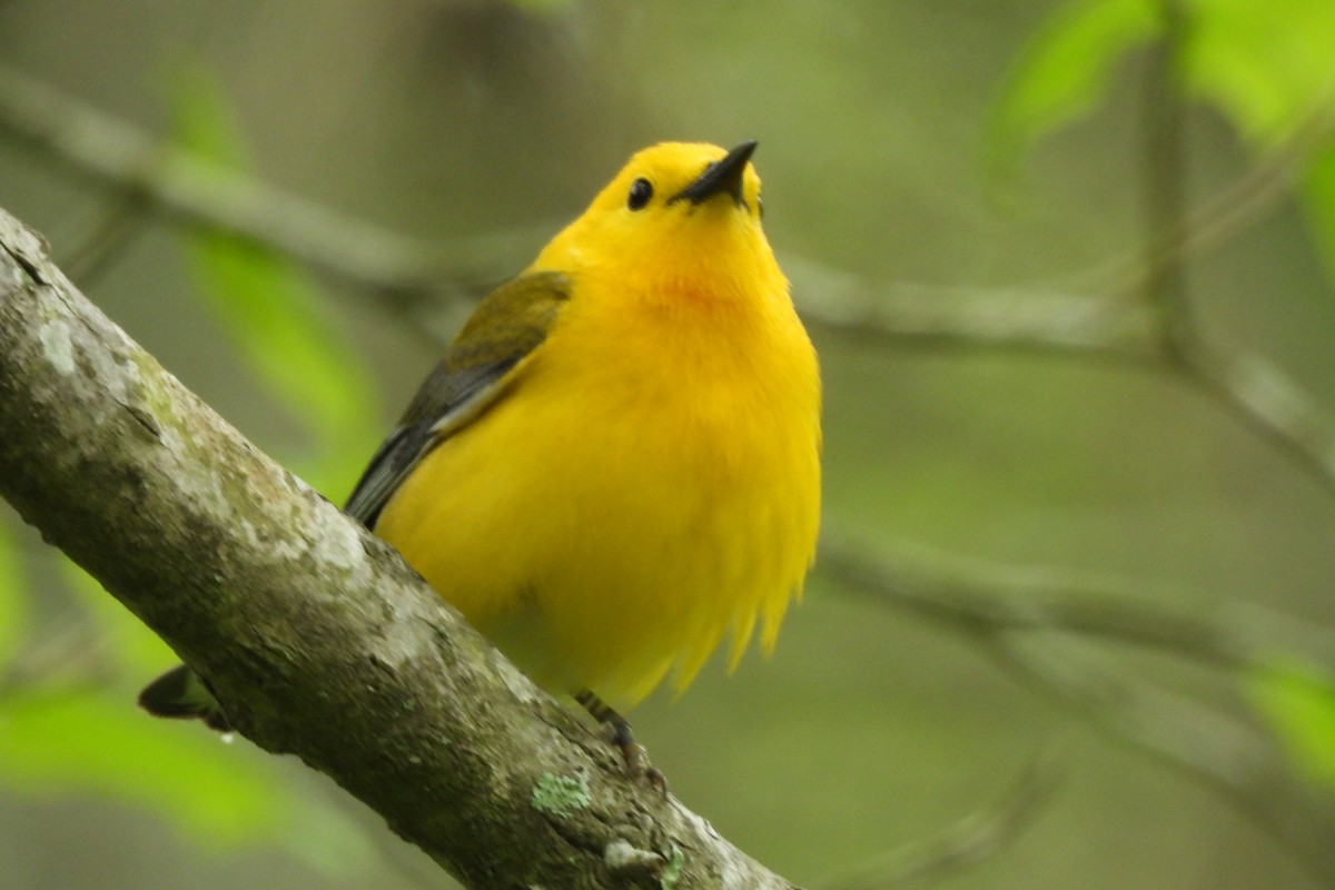 Prothonotary Warbler - Dave Milsom