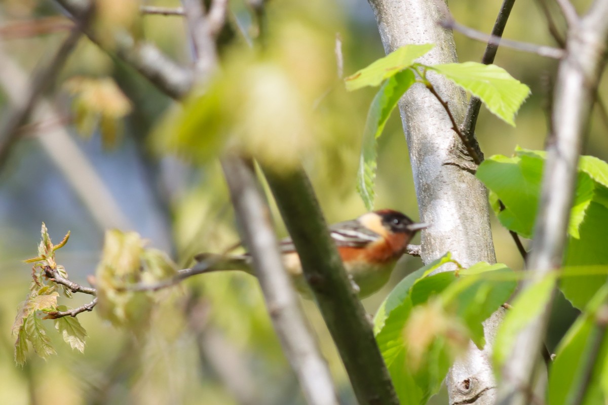 Bay-breasted Warbler - Margaret Viens