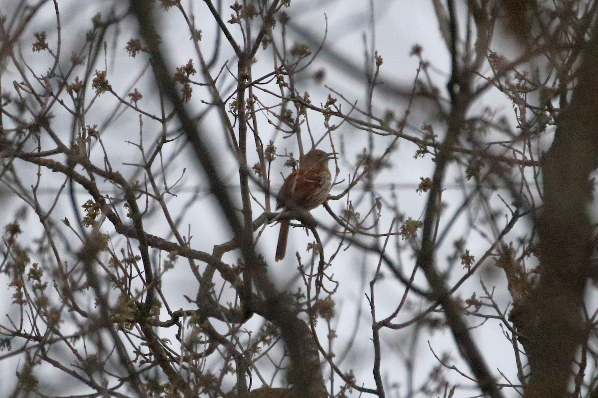 Brown Thrasher - ML619200391