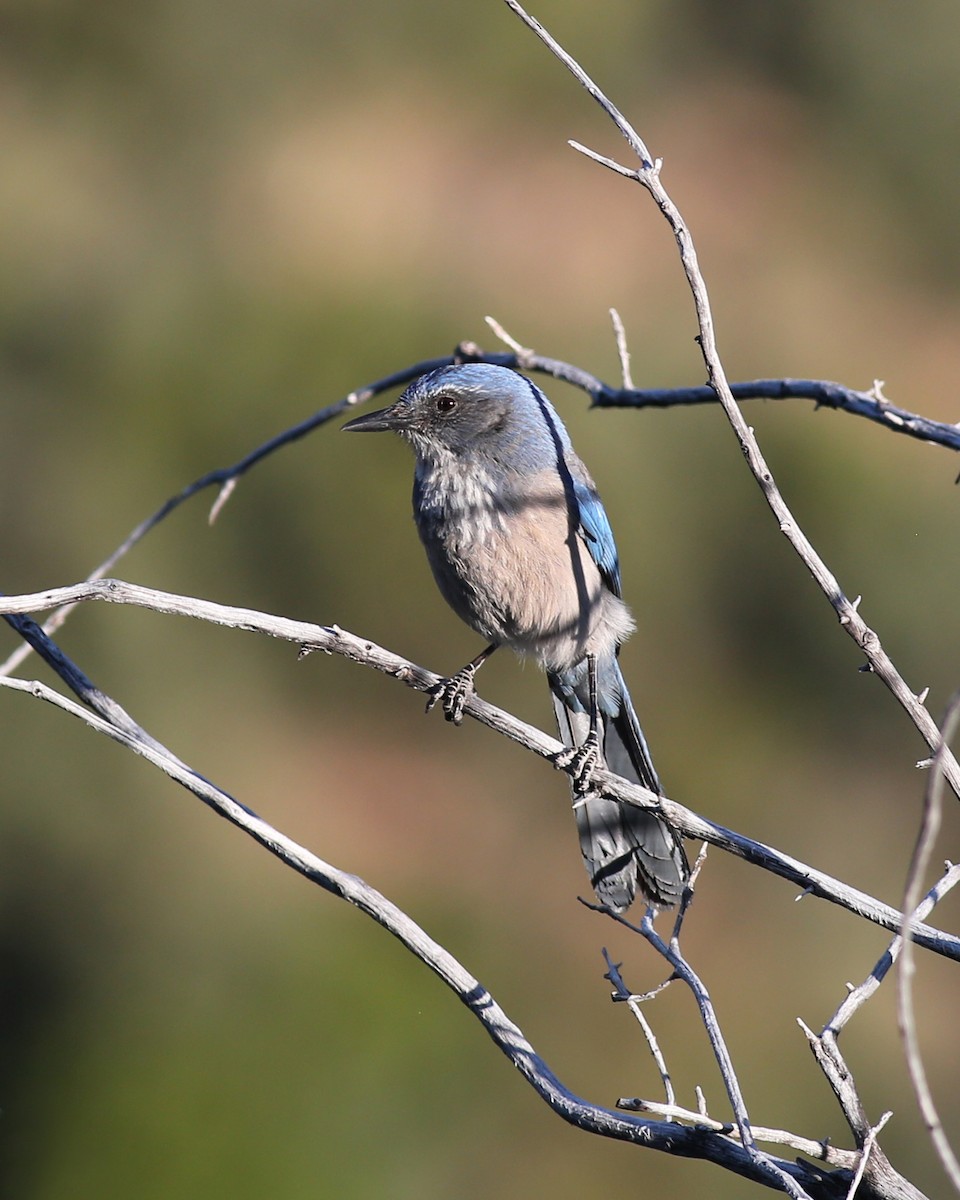 Woodhouse's Scrub-Jay - Marceline VandeWater