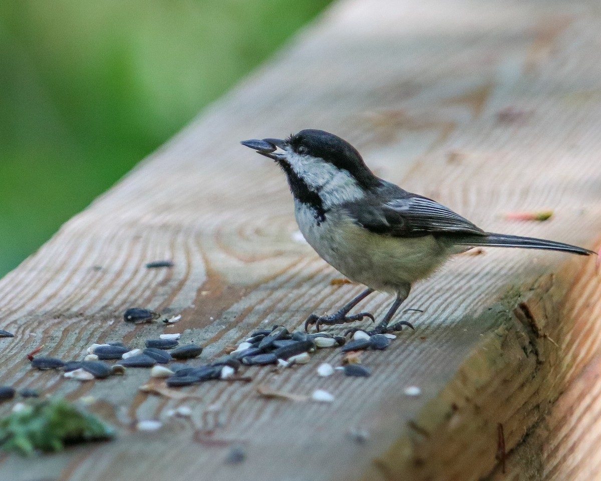 Black-capped Chickadee - Tom Fesolowich