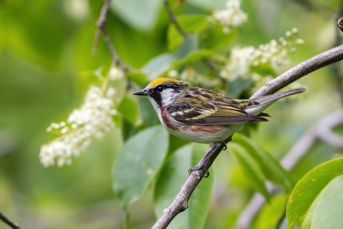 Chestnut-sided Warbler - James Kroeker