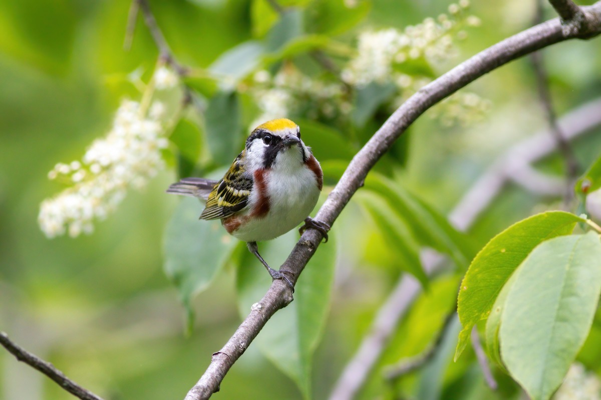 Chestnut-sided Warbler - James Kroeker