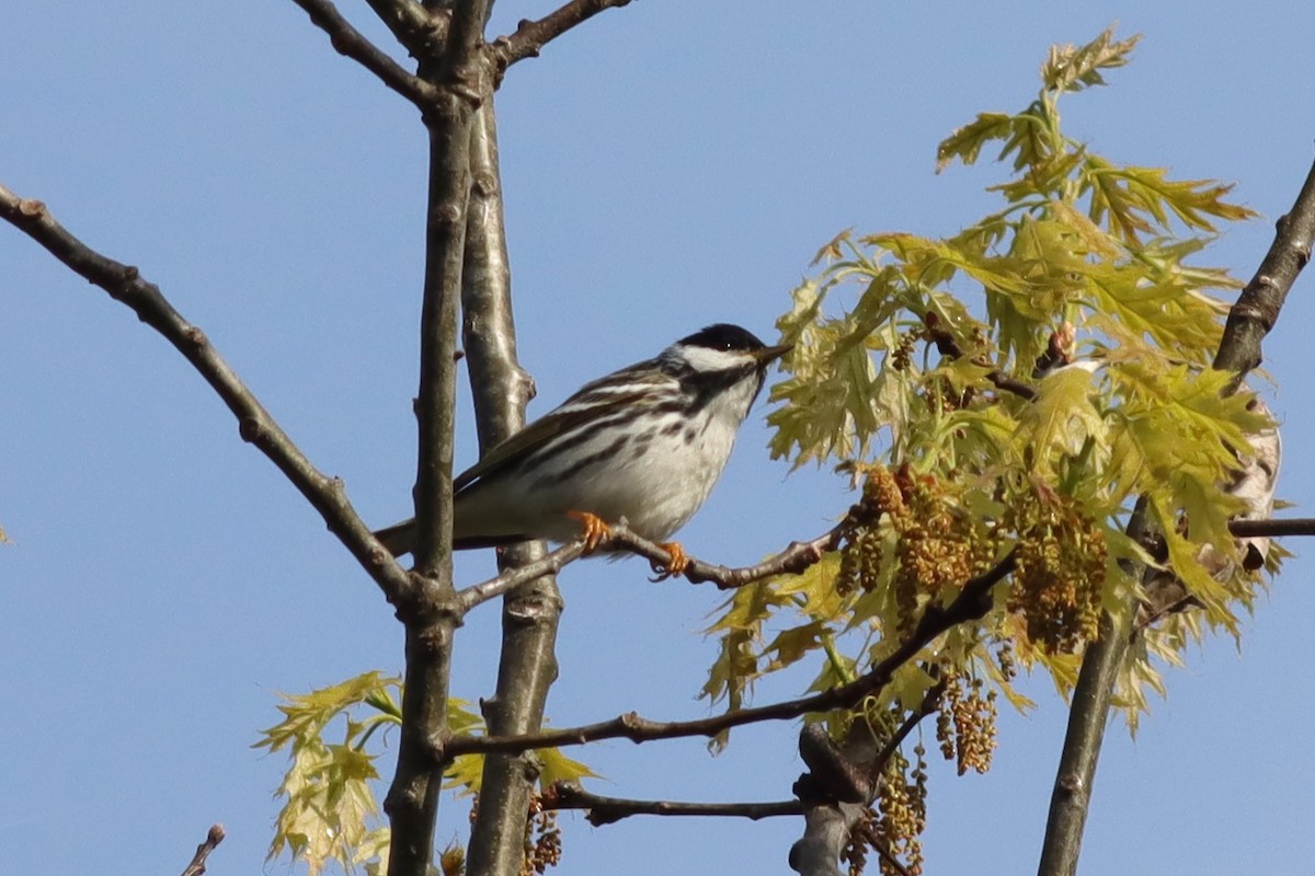 Blackpoll Warbler - Margaret Viens