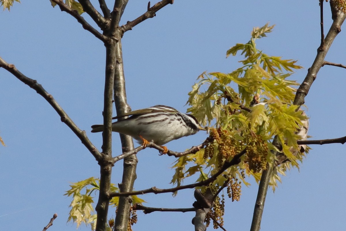 Paruline rayée - ML619200429