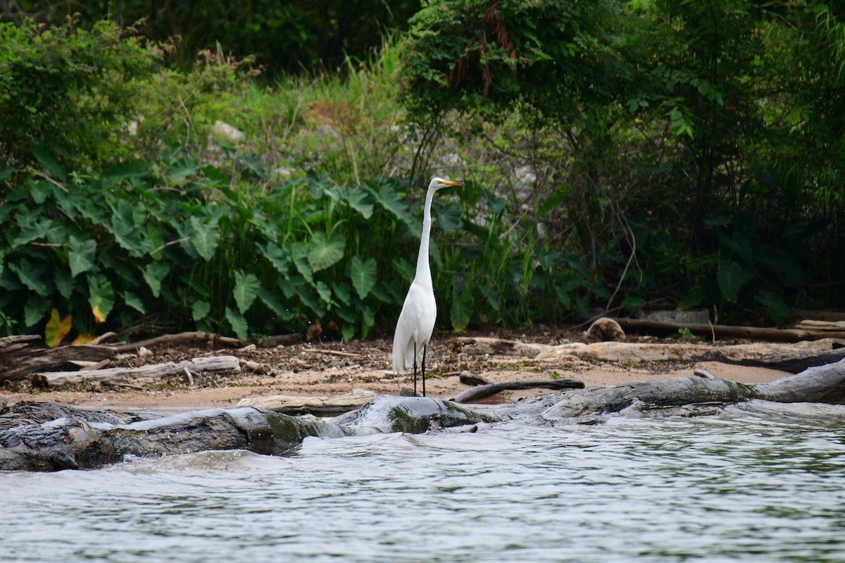 Great Egret - John Becker