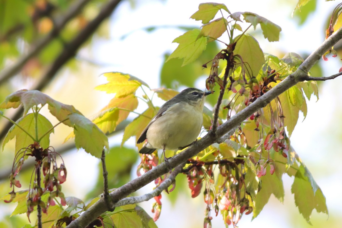 Black-throated Blue Warbler - ML619200444