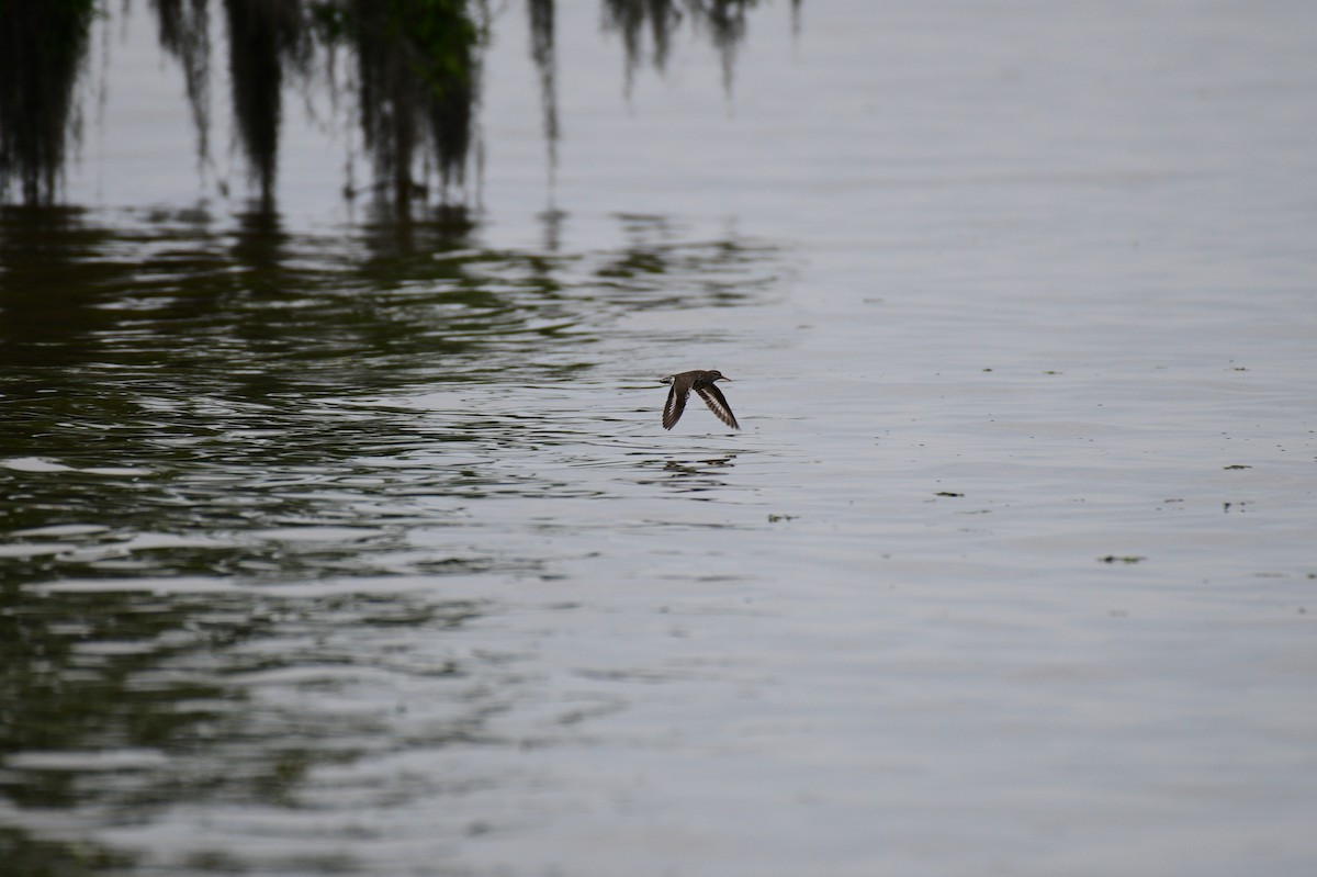 Spotted Sandpiper - John Becker