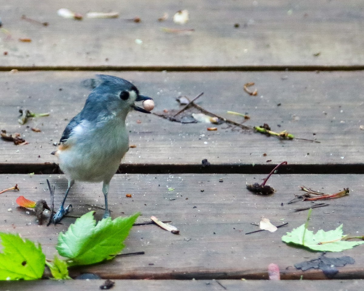 Tufted Titmouse - Tom Fesolowich