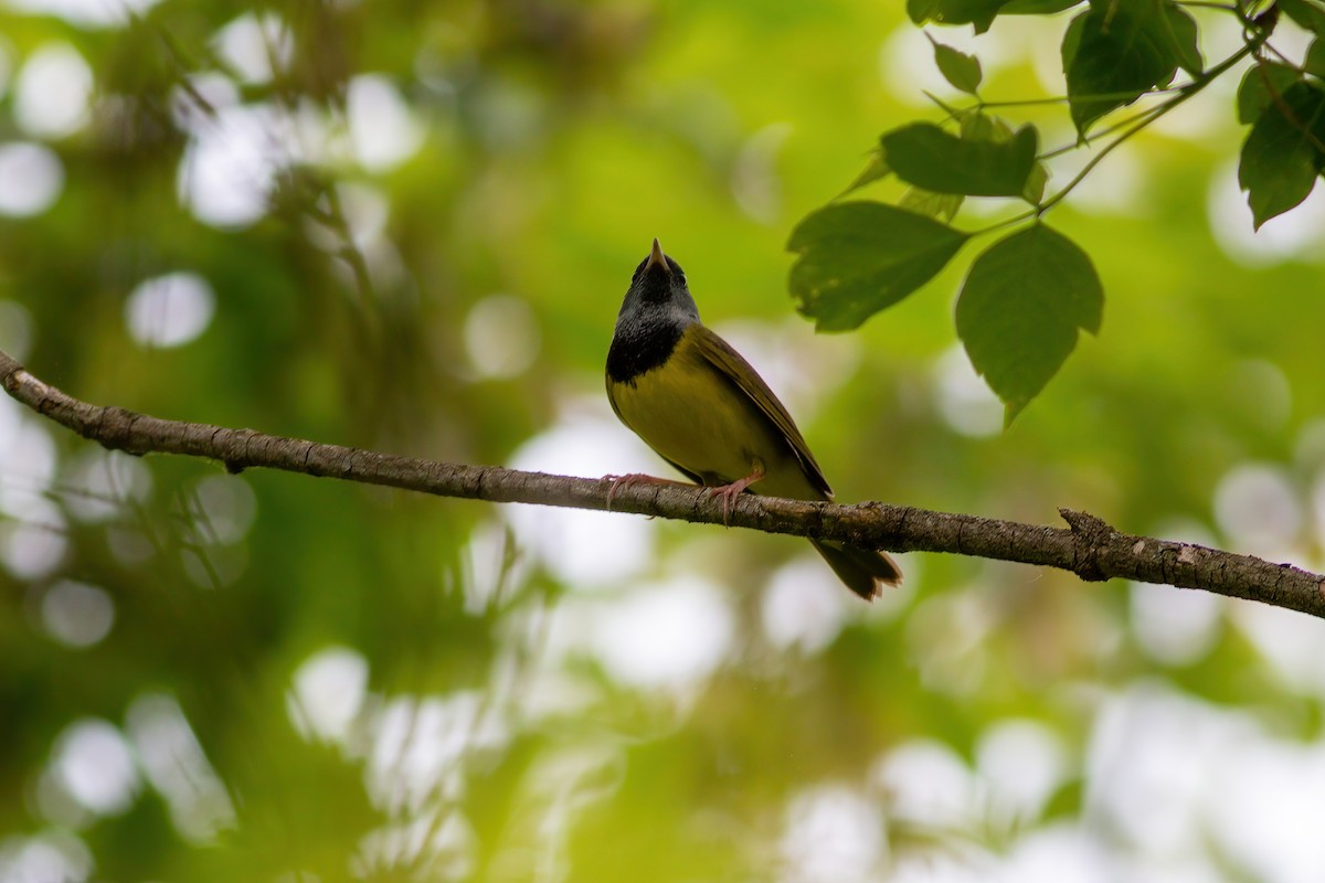 Mourning Warbler - James Kroeker