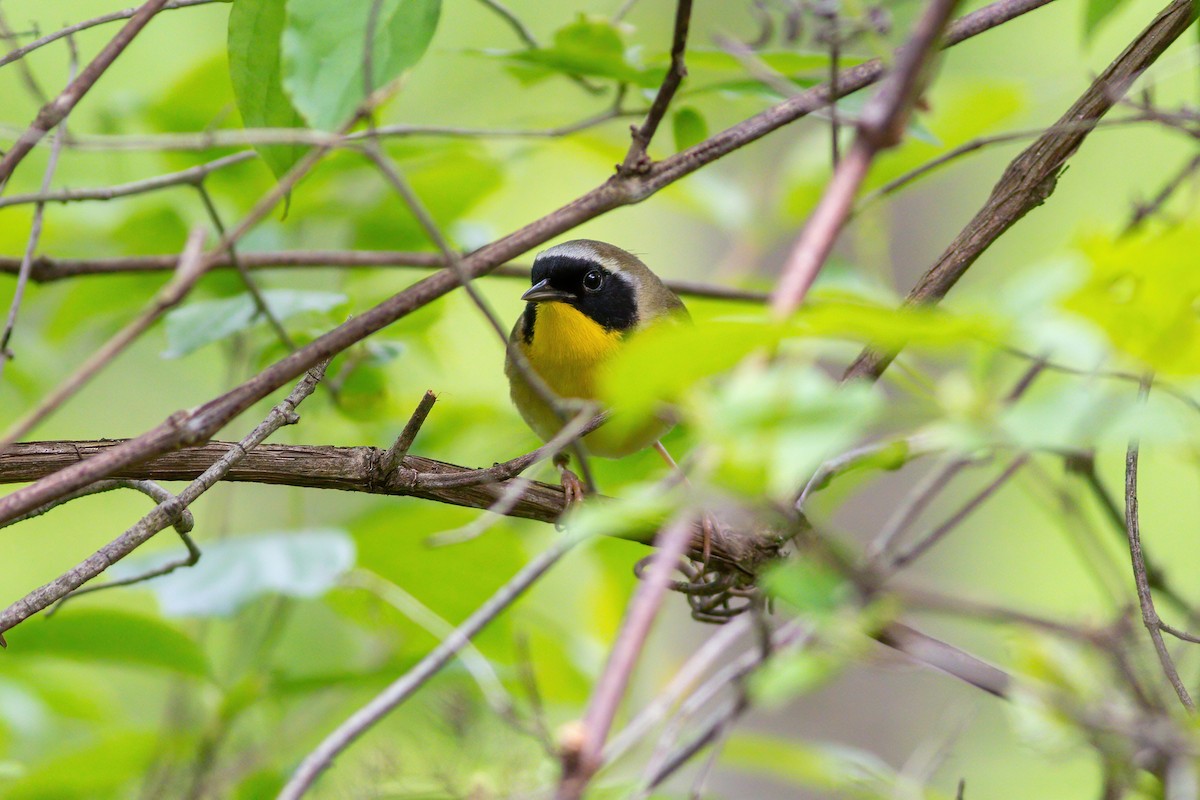 Common Yellowthroat - ML619200459