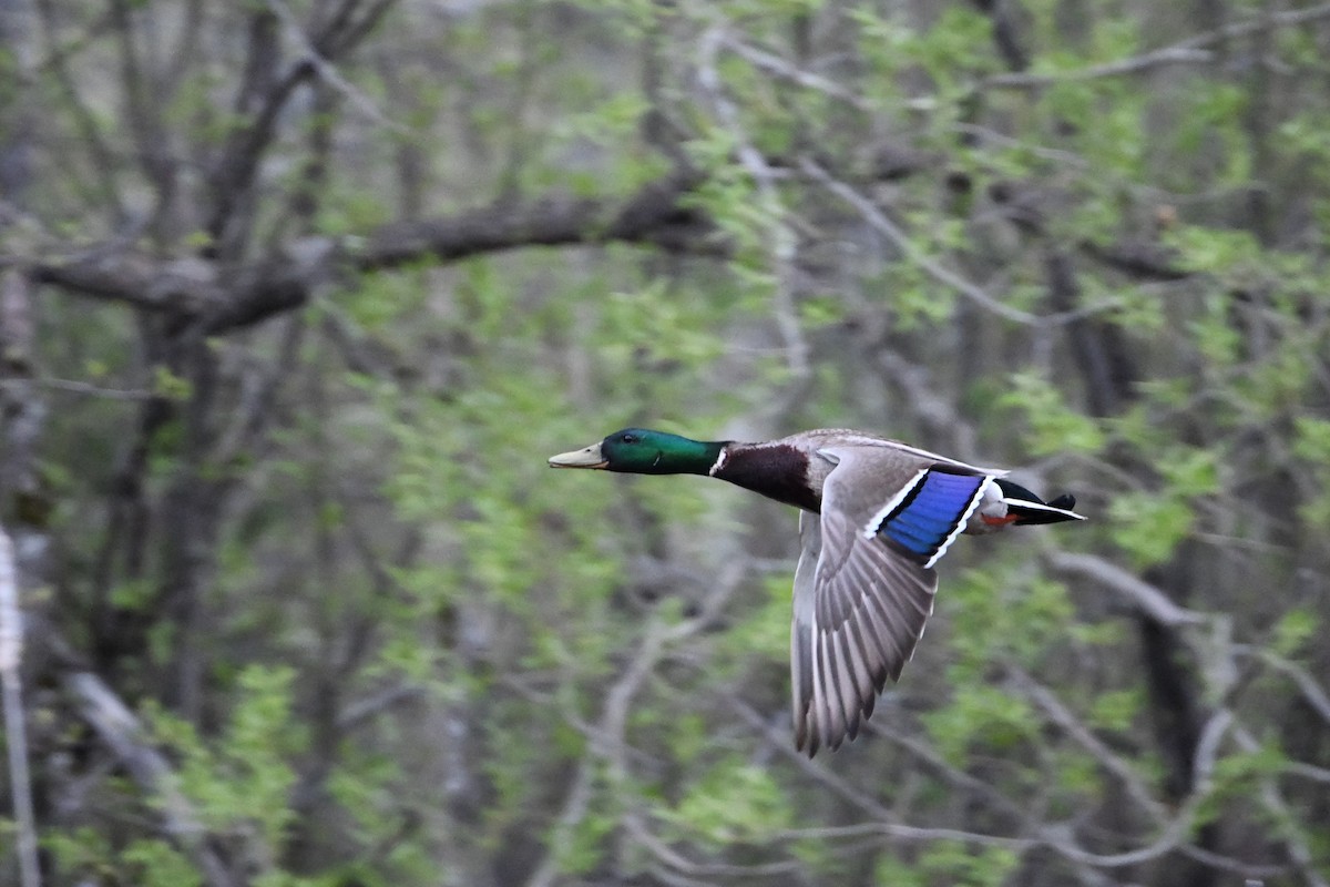 Canard colvert - ML619200466