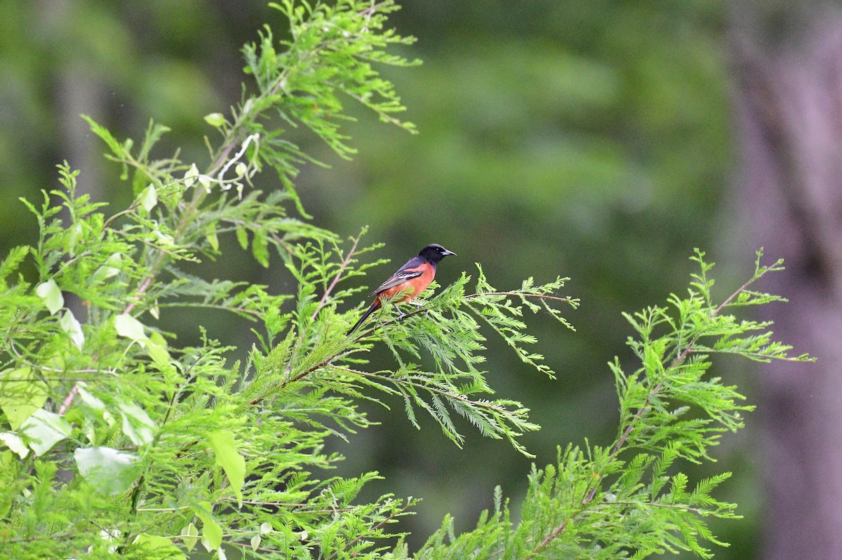 Orchard Oriole - John Becker