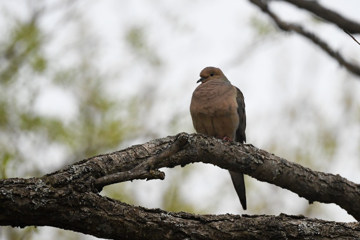 Mourning Dove - Alex Plamondon