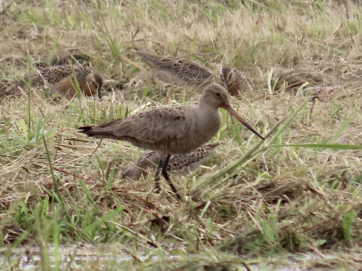 Hudsonian Godwit - Holly Cox