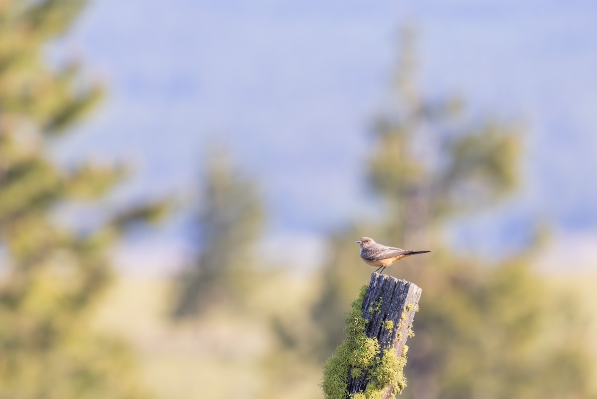 Say's Phoebe - Ken Pitts