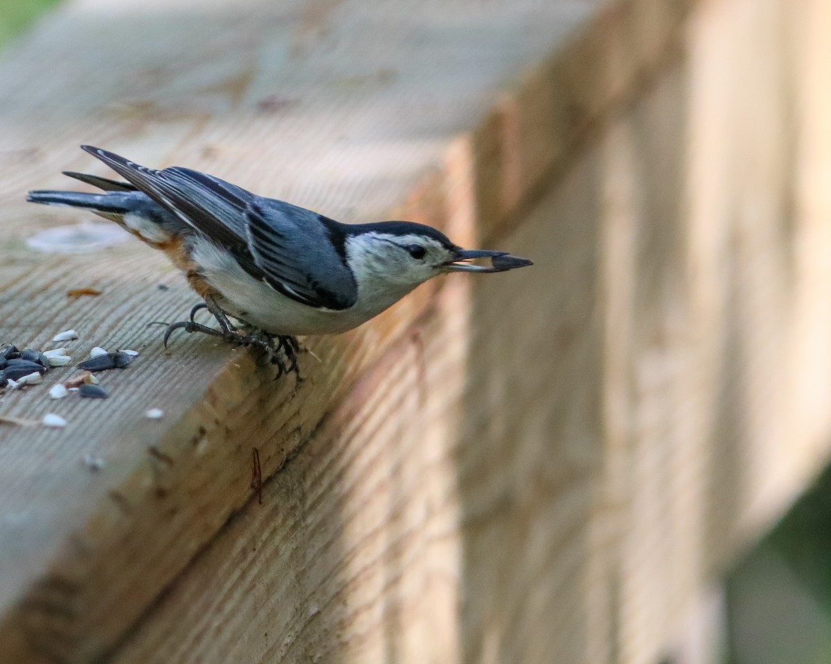 White-breasted Nuthatch - ML619200503