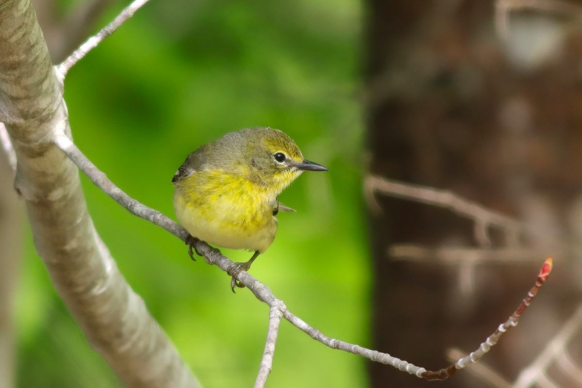 Pine Warbler - Margaret Viens