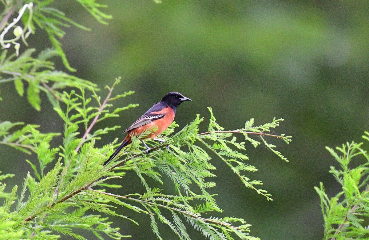 Orchard Oriole - John Becker