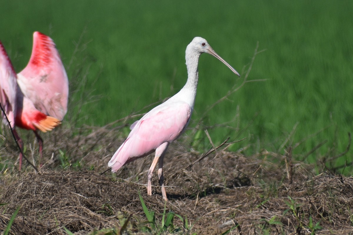 Roseate Spoonbill - Claire H