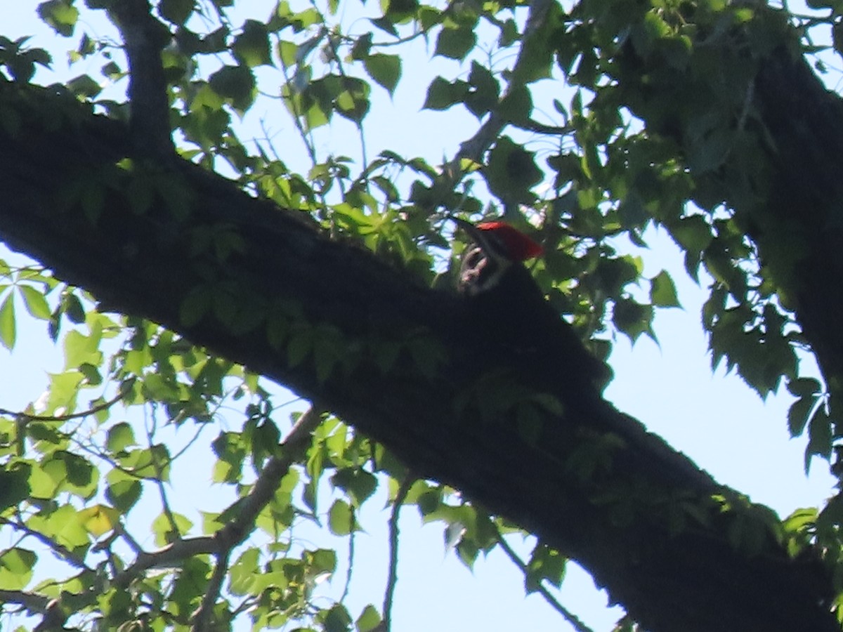 Pileated Woodpecker - Dick Zerger