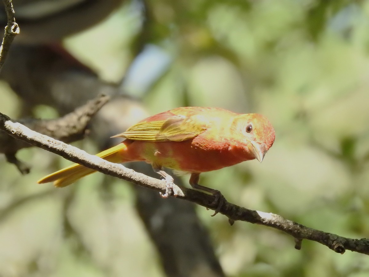 Summer Tanager - ML619200540