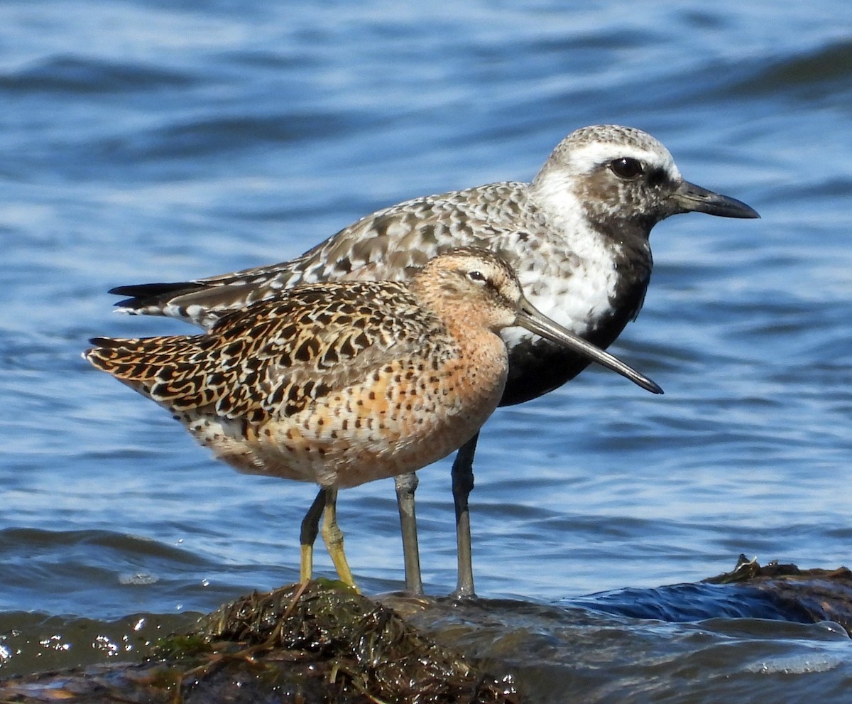 Black-bellied Plover - Paul Lender