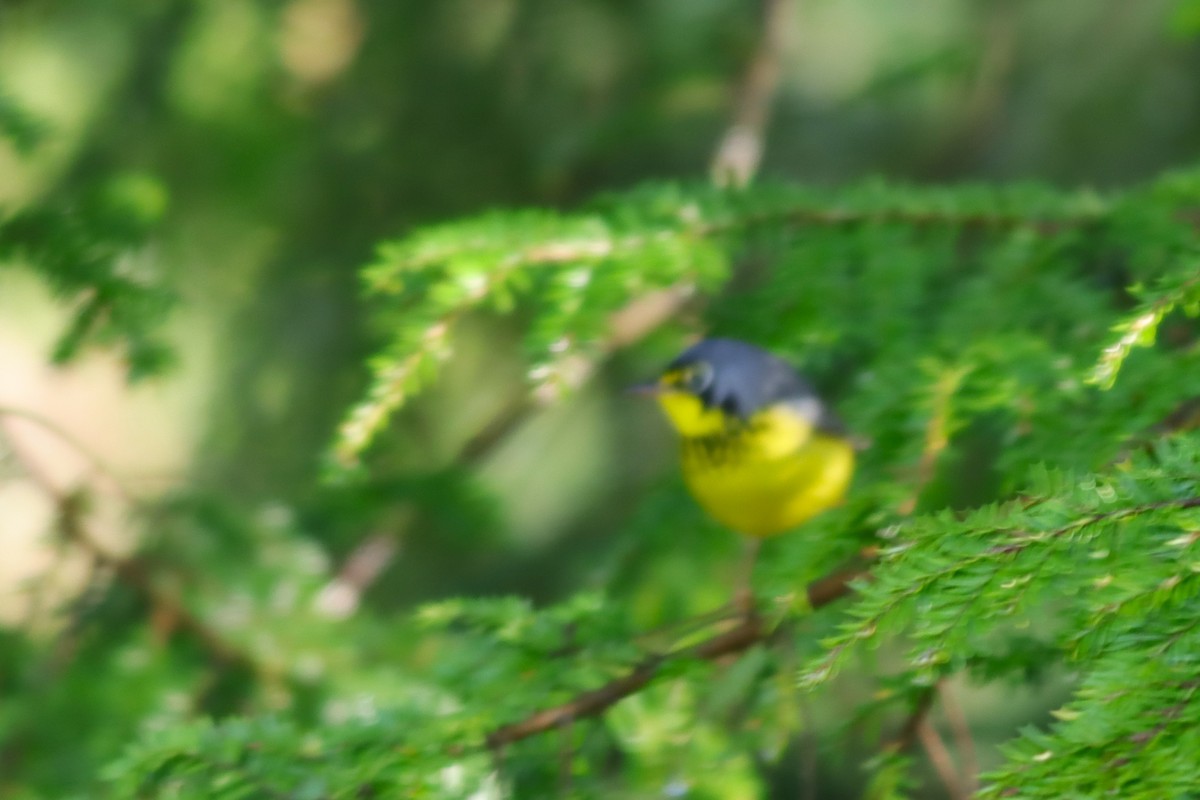 Canada Warbler - ML619200553