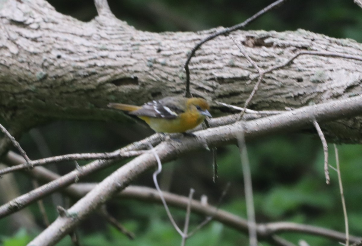 Baltimore Oriole - "Chia" Cory Chiappone ⚡️