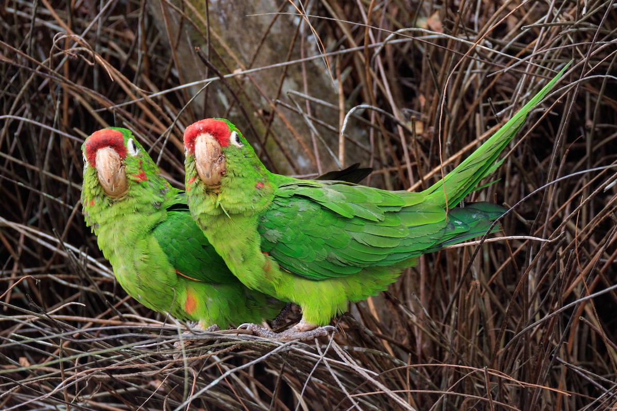 Crimson-fronted Parakeet - ML619200569