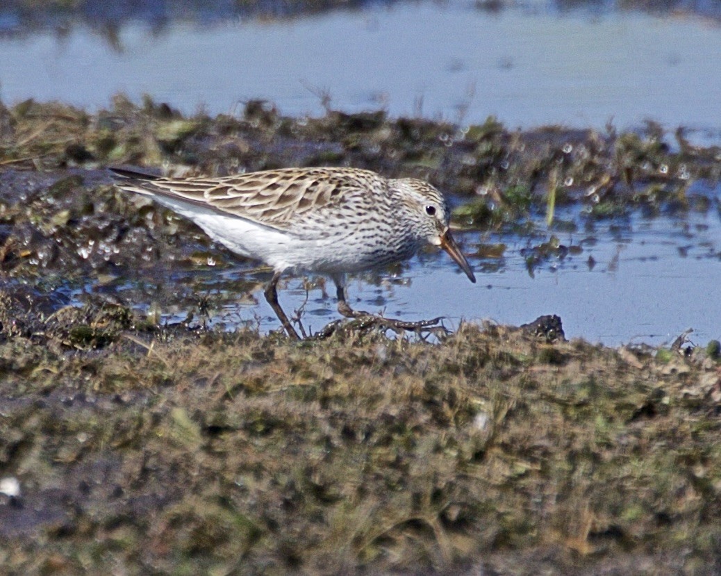 Weißbürzel-Strandläufer - ML619200576