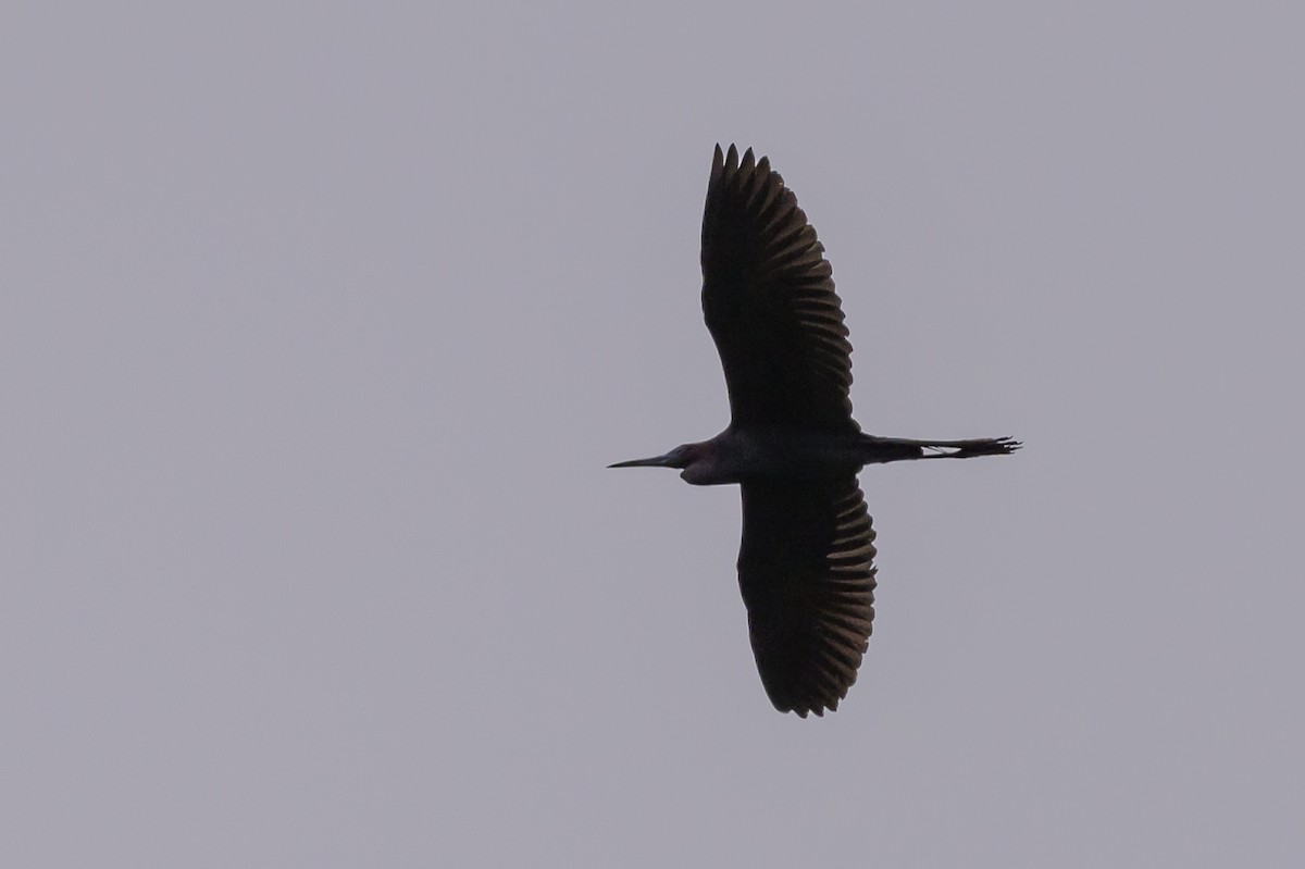 Little Blue Heron - Stephen Davies