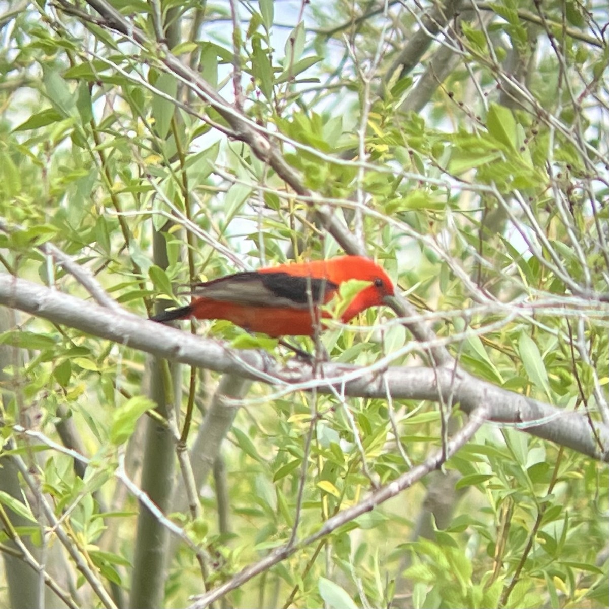 Scarlet Tanager - ML619200604