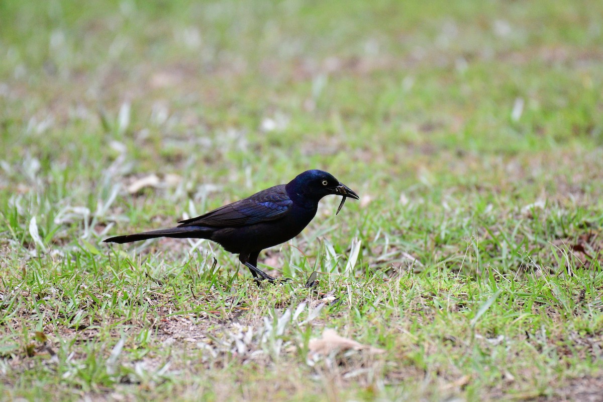 Common Grackle - John Becker