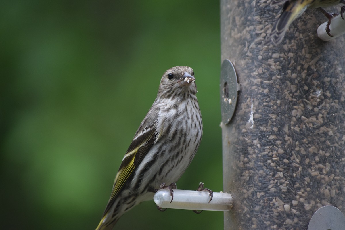 Pine Siskin - John Wheelock