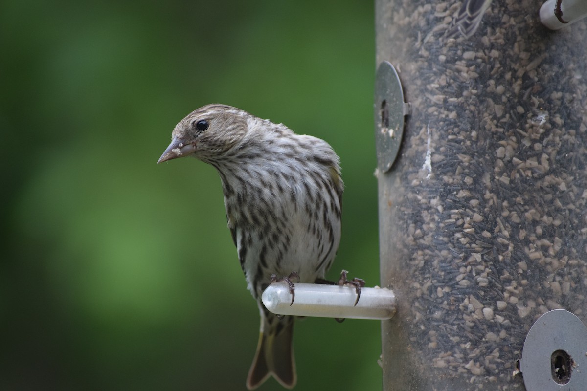 Pine Siskin - John Wheelock