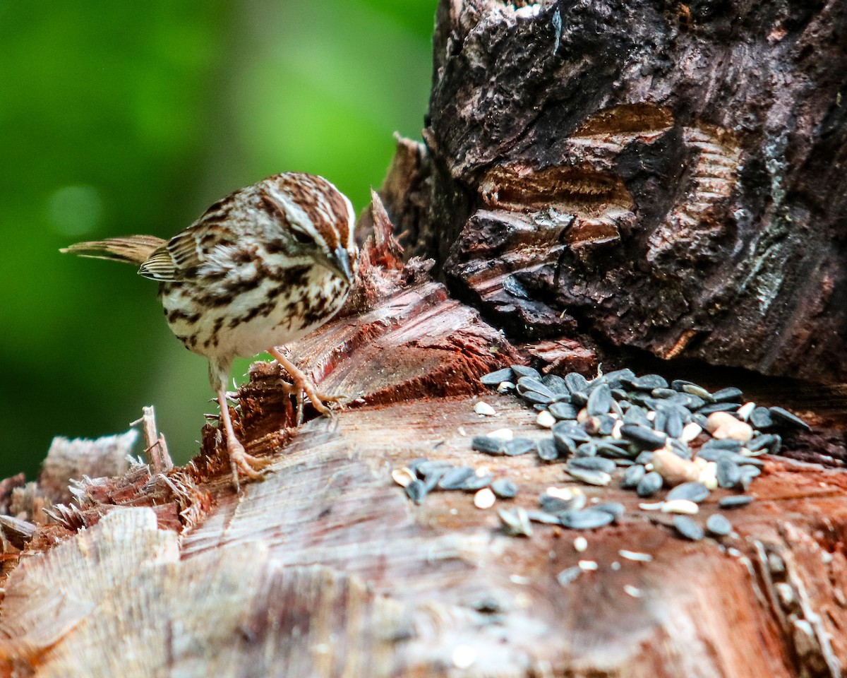 Song Sparrow - Tom Fesolowich