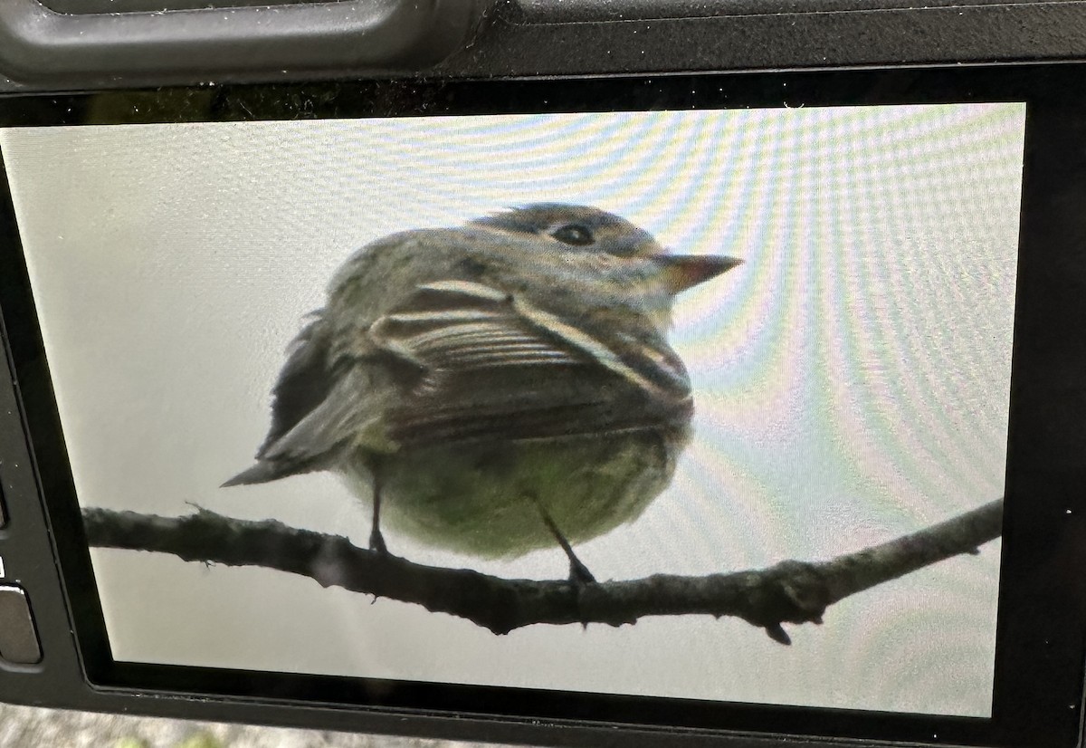 Least Flycatcher - Joan Mashburn