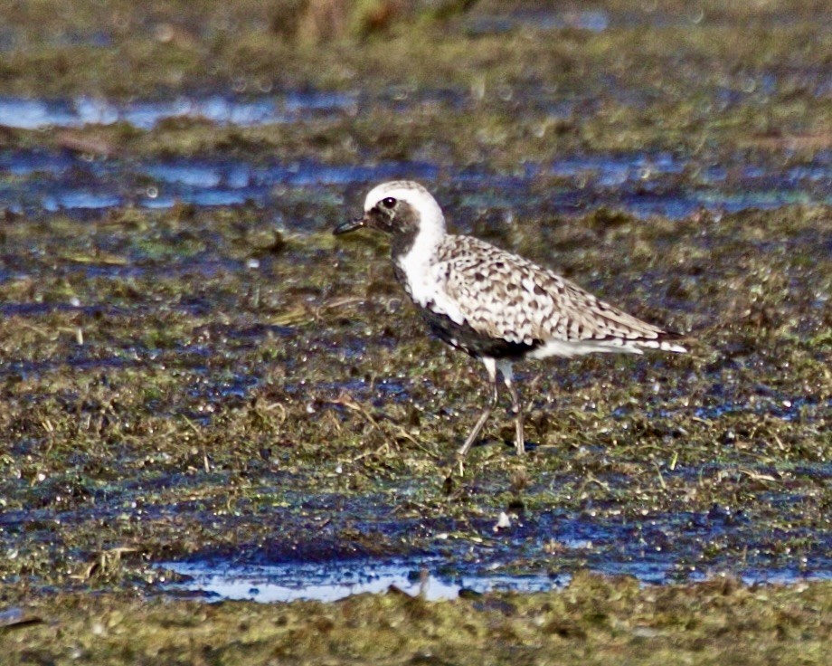 Black-bellied Plover - Jack & Holly Bartholmai