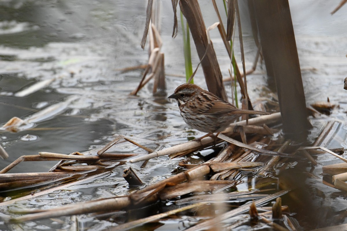 Song Sparrow - Alex Plamondon