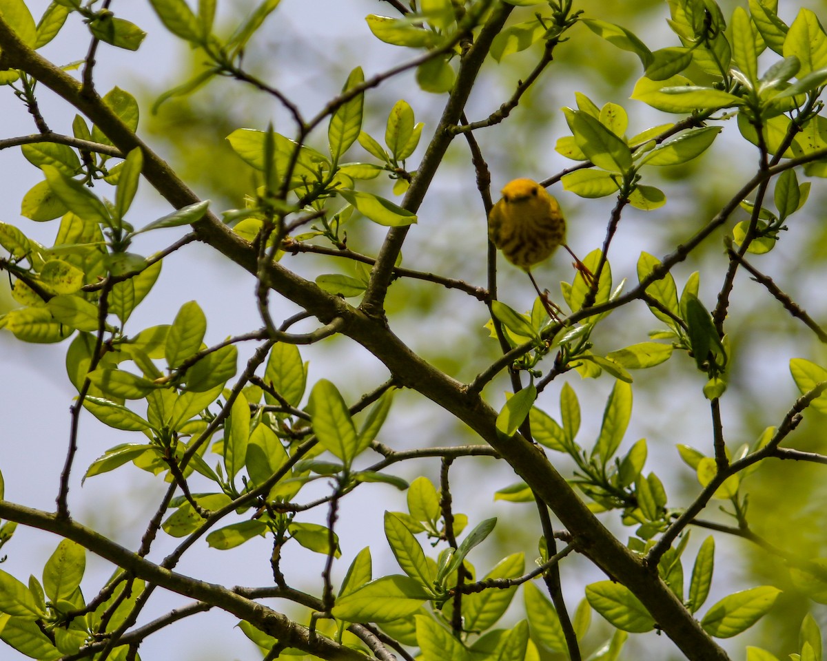 Yellow Warbler - ML619200647