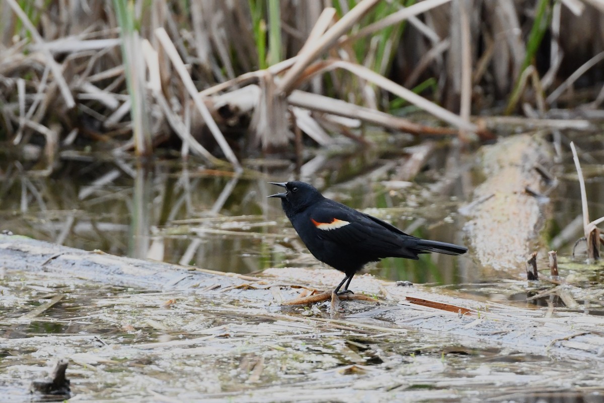 Red-winged Blackbird - Alex Plamondon